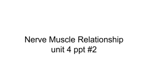 Nerve Muscle Relationship ppt 2 - Liberty Union High School District