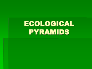 ecological pyramids - Amazon Web Services