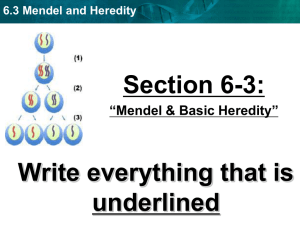 Ch6Sec3 Mendel Heredity Powerpoint notes PPT