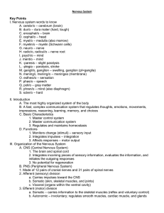 Nervous System Key Points I. Nervous system words to know A