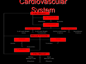 Cardiovascular System - AP Biology