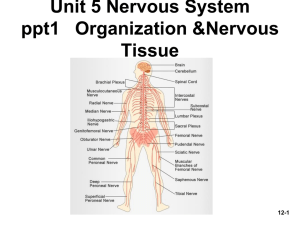 nervous system - Liberty Union High School District