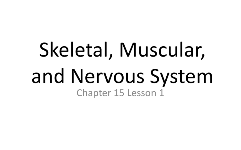 Skeletal Muscular And Nervous System