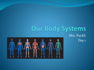 Our Body Systems