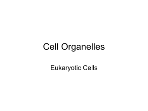 Cells – the basic unit of life
