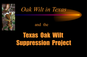 Oak wilt - Texas Forest Service