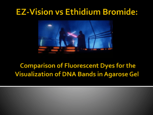 EZ-Vision vs Ethidium Bromide: A Comparison of fluorescent dyes