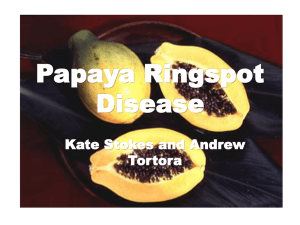 Papaya Ringspot Virus