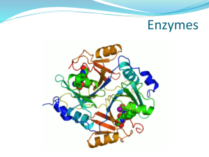 What are Enzymes