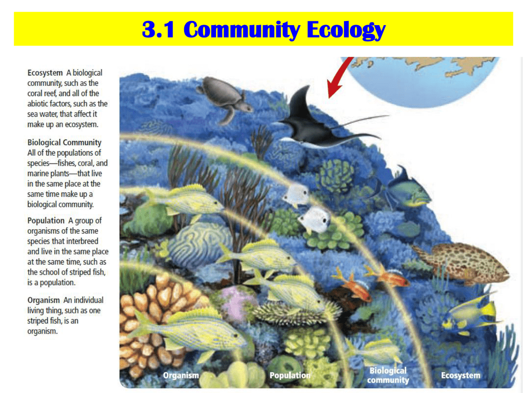 What Is An Ecological Community Simutext