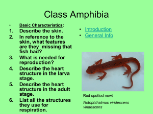 Amphibia - Walton High