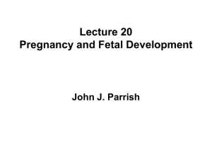 Lecture 20 Pregnancy, Fetal Development and Parturition