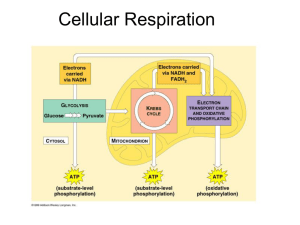 Unit 8 Cellular Respiration