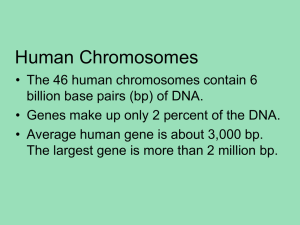Human Genome - slater science