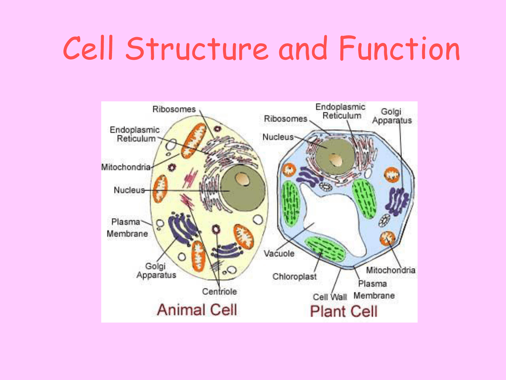 cells ppt Sept 2014