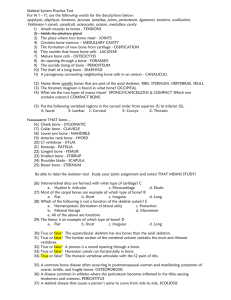 Skeletal System Practice Test For #s 1 – 11, use the following words