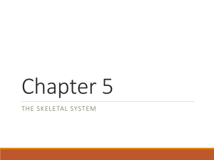 Chapter 5 - Honors Anatomy & Physiology