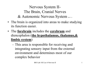 Nervous System II- The Brain, Cranial Nerves & Autonomic Nervous