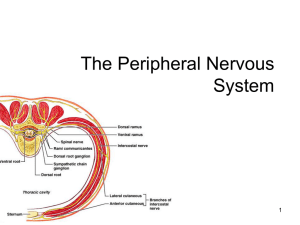 Lecture 14 - Peripheral Nervous System