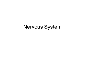 Nervous Tissues and Central Nervous System