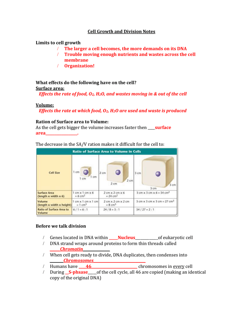 cell-growth-and-division-notes-limits-to-cell-growth-the-larger-a-cell