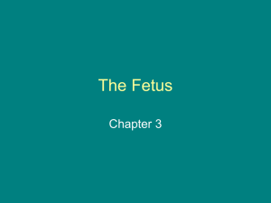 Baby Book Chap. 3 the Fetus