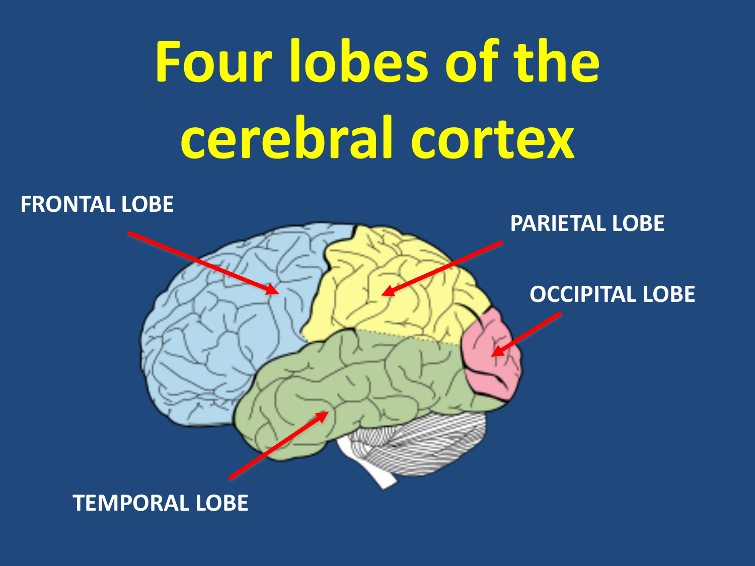 Four lobes of the cerebral cortex