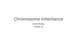Chromosome Inheritance