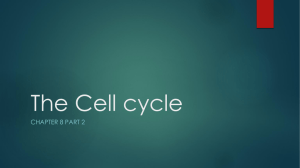 The Cell Cycle Notes