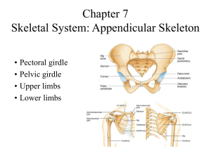 INTRODUCTION TO THE APPENDICULAR SKELETON