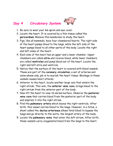 Day 4 Circulatory System