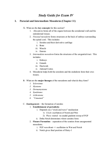 Study Guide for Exam IV Paraxial and Intermediate Mesoderm