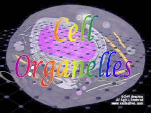 Cell organelles - Effingham County Schools