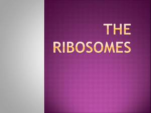 Ribosomes 10