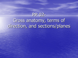Gross anatomy, and terms for directions and sections