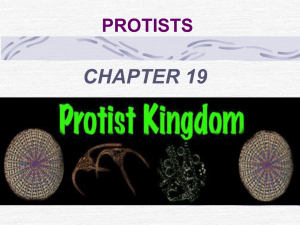 origin of protists