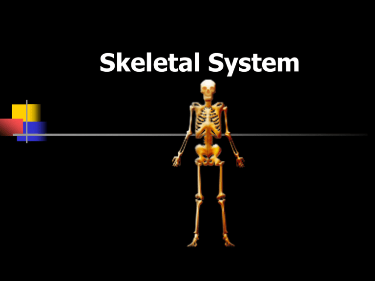 Skeletal System Ppt 2944