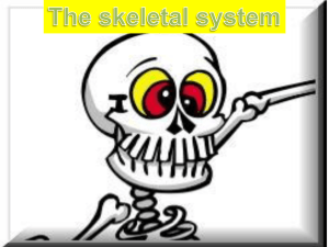skeletal system 1.ppt
