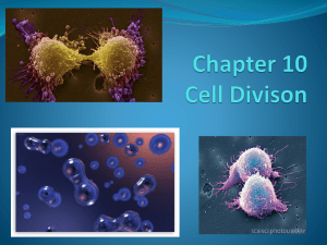 Chapter 10 Cell Divison