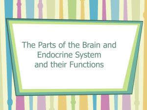 the parts of the brain and endocrine system