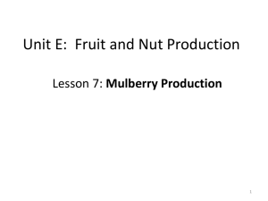 MulberryProduction-English