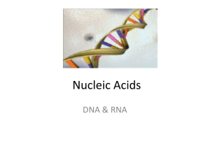Nucleic Acids - Solon City Schools