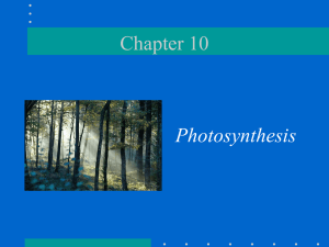 Photosynthesis in nature