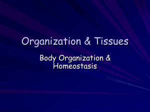 Body Organization & Homeostasis