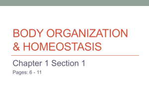 Body Organization & Homeostasis
