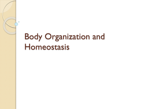 Body Organization and Homeostasis