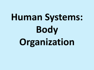 Human Systems: Body Organization