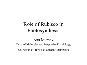 Role of Rubisco in Photosynthesis