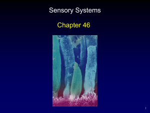 Sensory Systems