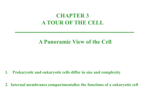 1. Prokaryotic and eukaryotic cells differ in size and complexity